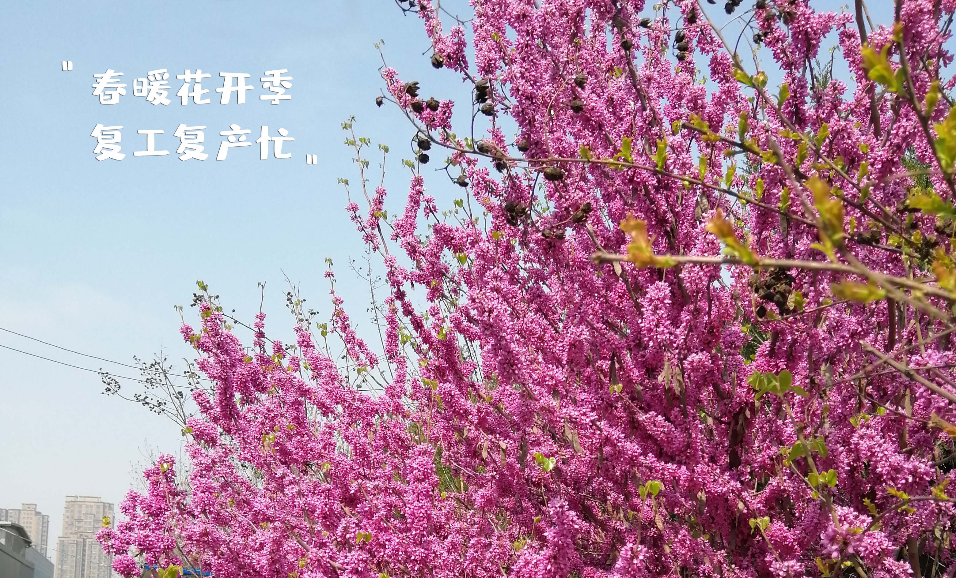 春暖花開季，復工復產忙